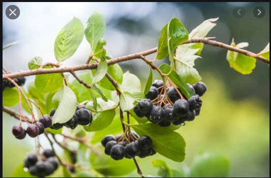 Evidence-Based Health Benefits of Maqui Berry [Medical Review]